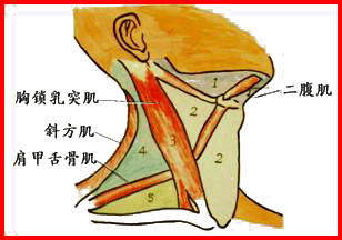 颈后区:两侧斜方肌前缘后方部分.