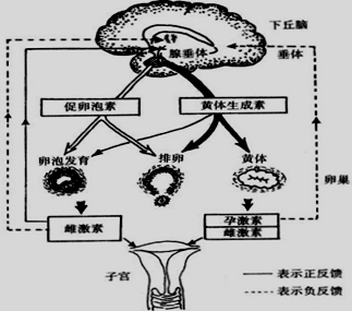 下丘脑—垂体—卵巢轴