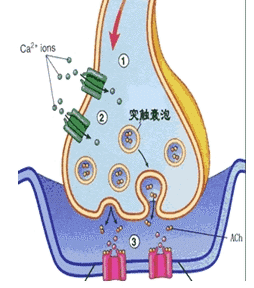 (一)神经—肌肉接头兴奋传递