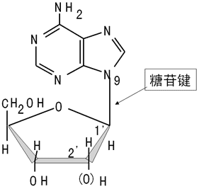 (3)核苷:戊糖的c 与嘌呤的n 或嘧啶的n 以糖苷键相连形成核苷.