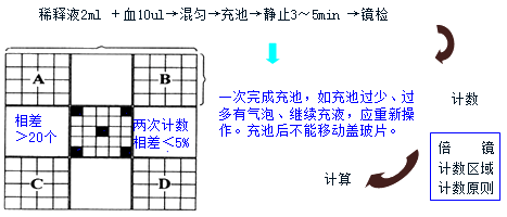 【稀释液】        改良牛鲍计数板(血细胞计数板)