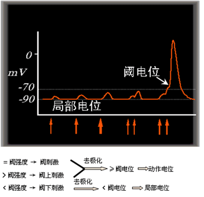 峰电位b.阈电位c.负后电位d.局部电位e.