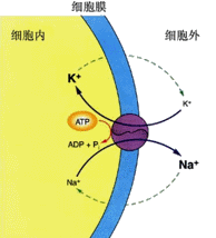 公卫助理生理学2018强化冲刺班