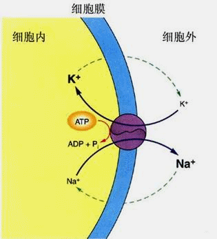 公卫执业生理学2018强化冲刺班