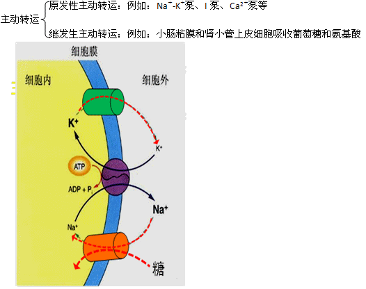 4.主动转运的类型