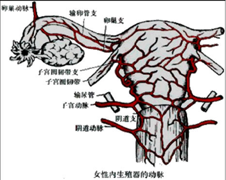 卵巢固有韧带d.主韧带e.以上都不是固定宫颈位置的主要韧带是a.
