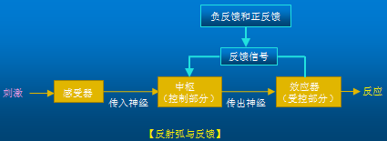 (二)反射活动的反馈调节 受控部分活动反过来影响控制部分活动的