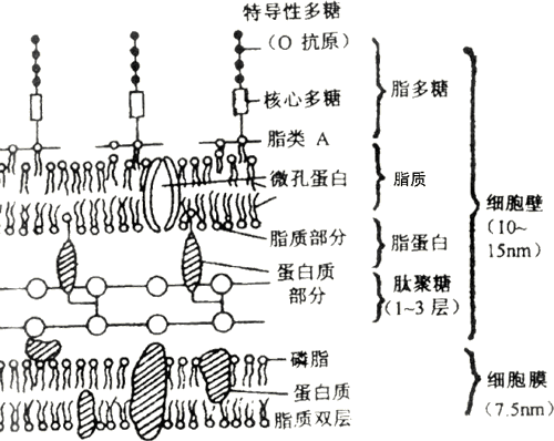 革兰阴性菌细胞壁图片