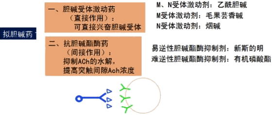 膽鹼酯酶抑制劑(1)新斯的明的臨床應用及機制,有機磷酸酯中毒機制和