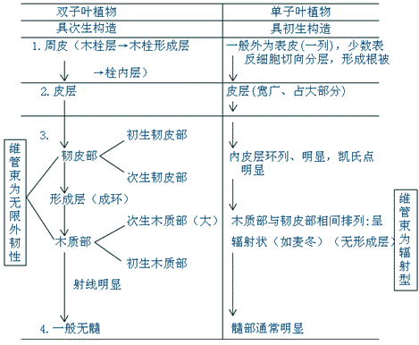 单子叶植物初生结构图片