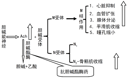 胆碱酯酶复活药碘解磷定药理作用及临床应用 q:胆碱酯酶是