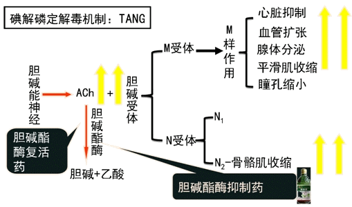 易逆性抗胆碱酯酶药(1)药-周二下午不下雨