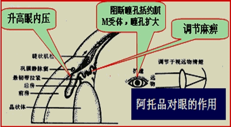 毛毛眼功效图片