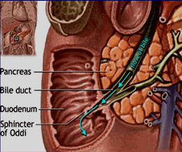 十二指肠乳头解剖图片