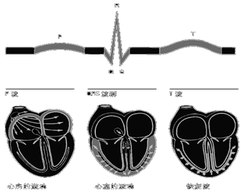 小结:心脏电路系统    窦房结:起点    心房