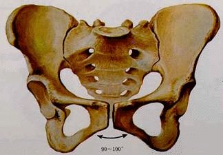 骨盆的平面及径线骨盆腔分为3个平面:(1)入口平面:共有4条径线:1)入口