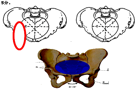 针对本讲义提问](二)骨盆的平面及径线骨盆腔分为3个平面:1