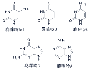 五种碱基结构简图图片