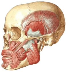 颞肌:起自:颞窝和颞深筋膜的深面止于:喙突和下颌支前缘至下颌第三