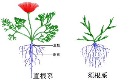 双子叶植物根简图图片