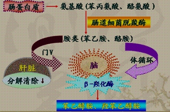 第06講 肝性腦病(一)第四節 肝性腦病大綱要求(1)病因和發病機制(2)