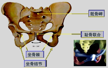 骨性标志:骶骨岬,耻骨联合,坐骨棘,坐骨结节