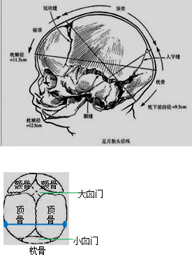 胎儿头部径线示意图图片