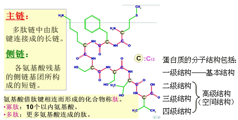 精氨酸残基图片