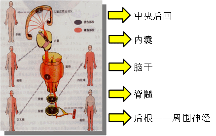 感觉系统损害的定位