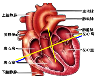 心脏瓣膜示意图简单图片