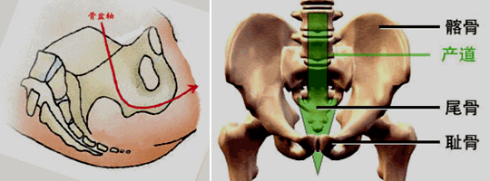 骨产道三个平面解剖图图片