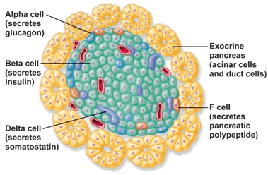 β细胞分泌胰岛素    α细胞分泌胰高血糖素