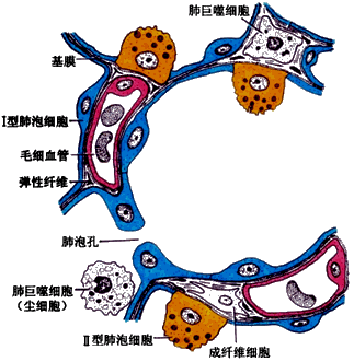 3 毛细血管基膜与内皮2 薄层结缔组织1 i型肺泡细胞与基膜;气血屏障