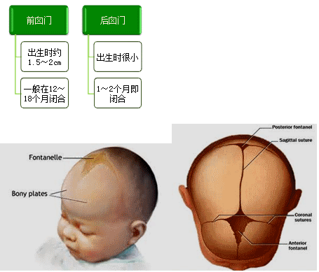3.囟門 定義:反映顱骨的骨化過程